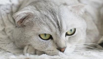 尹锡悦狱中遭晴天霹雳，奉命行事的下属被狠判，他的下场只会更糟