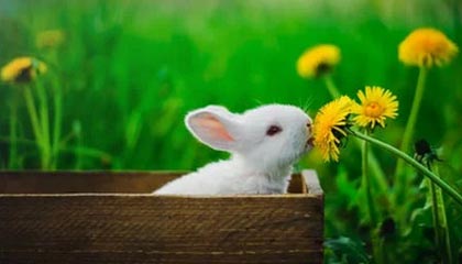 黄金日内振幅近10%，贵金属牛市结束了吗？