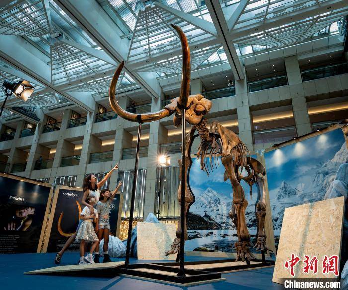 香港苏富比展出逾万年前的珍贵猛犸象化石标本
