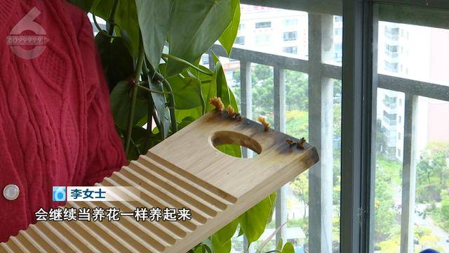 “可以蒸蛋”！昆明一女子家中搓衣板上长菌<strong></p>
<p>桃币</strong>，品种竟是……