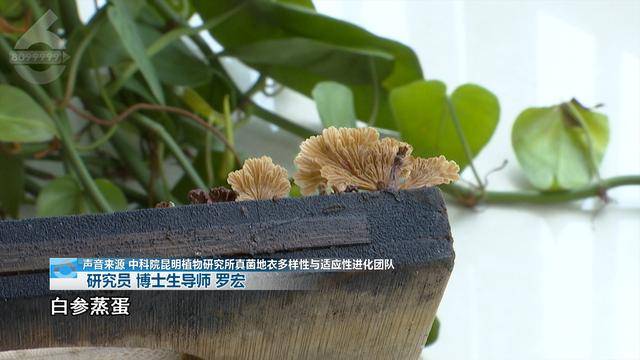 “可以蒸蛋”！昆明一女子家中搓衣板上长菌<strong></p>
<p>桃币</strong>，品种竟是……
