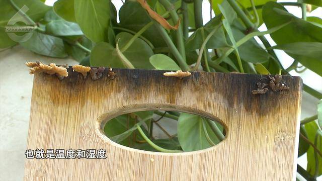 “可以蒸蛋”！昆明一女子家中搓衣板上长菌<strong></p>
<p>桃币</strong>，品种竟是……