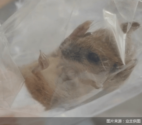 老鼠乱窜、直饮水发黄<strong></p>
<p>恒币网</strong>，北京业主千万元买的和锦诚园居然是这样
