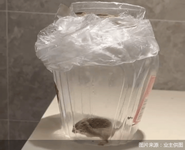 老鼠乱窜、直饮水发黄<strong></p>
<p>恒币网</strong>，北京业主千万元买的和锦诚园居然是这样