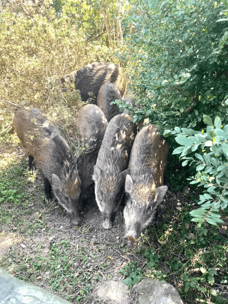 深圳梧桐山网红野猪下崽？市民拍到“一家人整整齐齐”<strong></p>
<p>合约交易技巧</strong>，管理处：天天都有人投喂