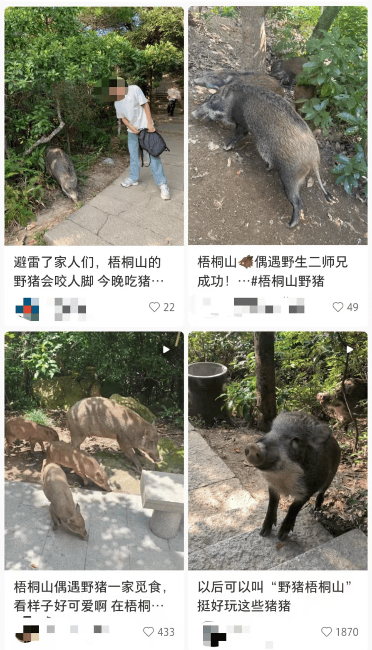 深圳梧桐山网红野猪下崽？市民拍到“一家人整整齐齐”<strong></p>
<p>合约交易技巧</strong>，管理处：天天都有人投喂