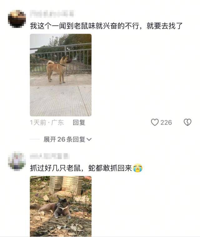 老鼠掉进泳池<strong></p>
<p>洛奇币</strong>，广东大叔出动鸡猫狗团队，结果全被老鼠吓跑！网友坐不住纷纷晒战绩