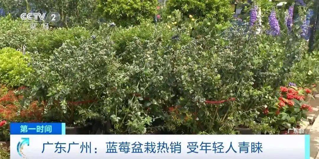 大降价<strong></p>
<p>p网提币</strong>！从100多元一斤到9.9元一盒