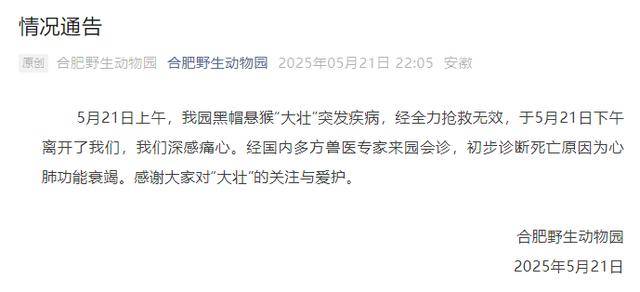 网红猴“大壮”突然离世<strong></p>
<p>戈币</strong>！曾因方脸“丑”出圈