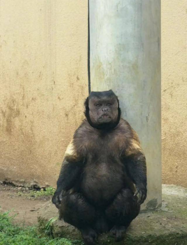 网红猴“大壮”突然离世<strong></p>
<p>戈币</strong>！曾因方脸“丑”出圈
