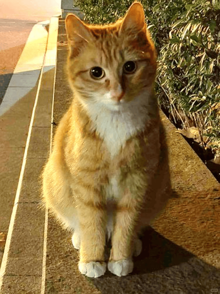 南京大学校庆日“校猫”被钢珠打碎头骨？校保卫处：看了一夜监控<strong></p>
<p>戈币</strong>，暂未锁定嫌疑人