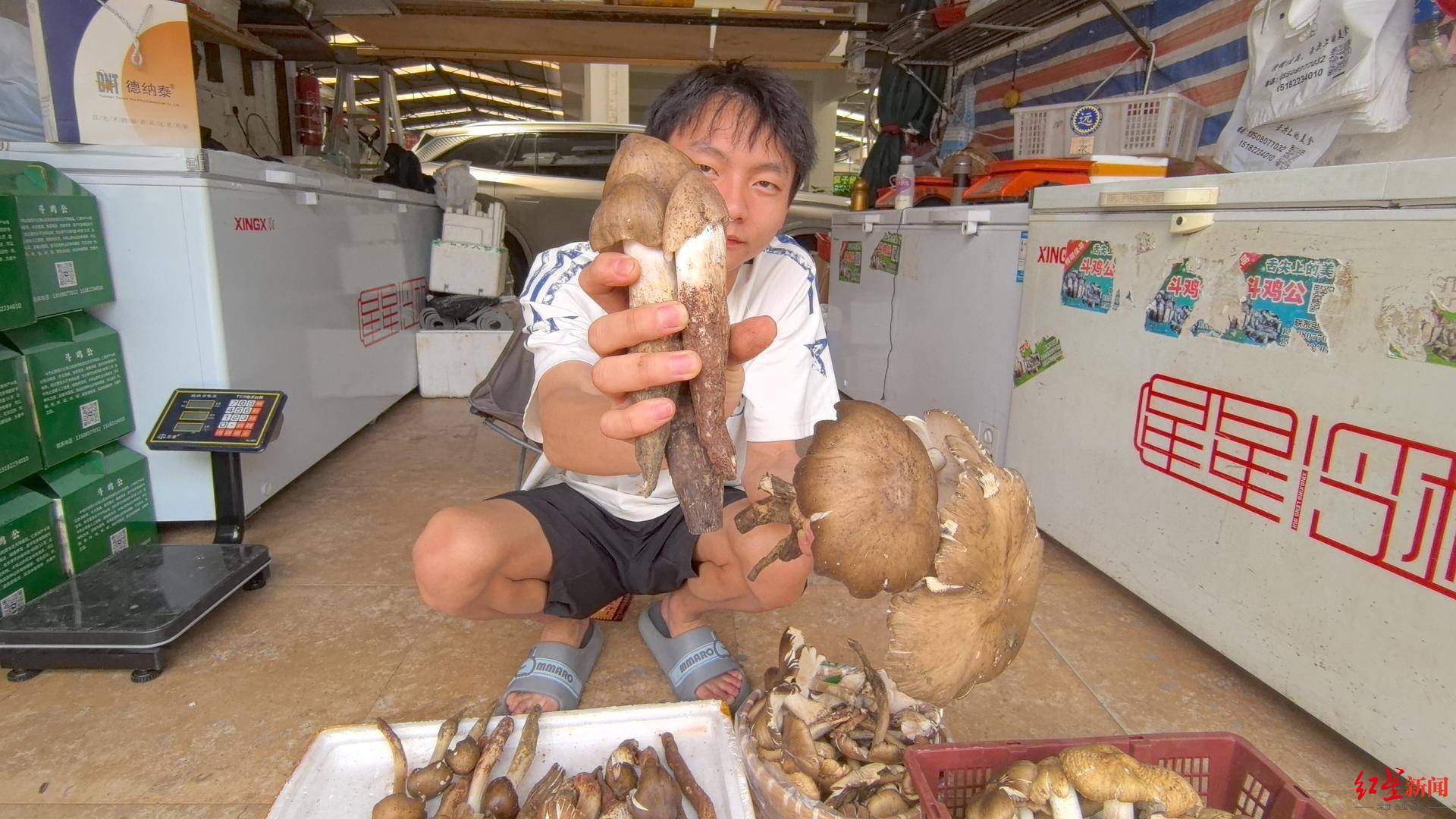“天价”鸡枞调查：最贵卖到1800元/公斤！雨水少致产量低<strong></p>
<p>染色币</strong>，多地价高客少