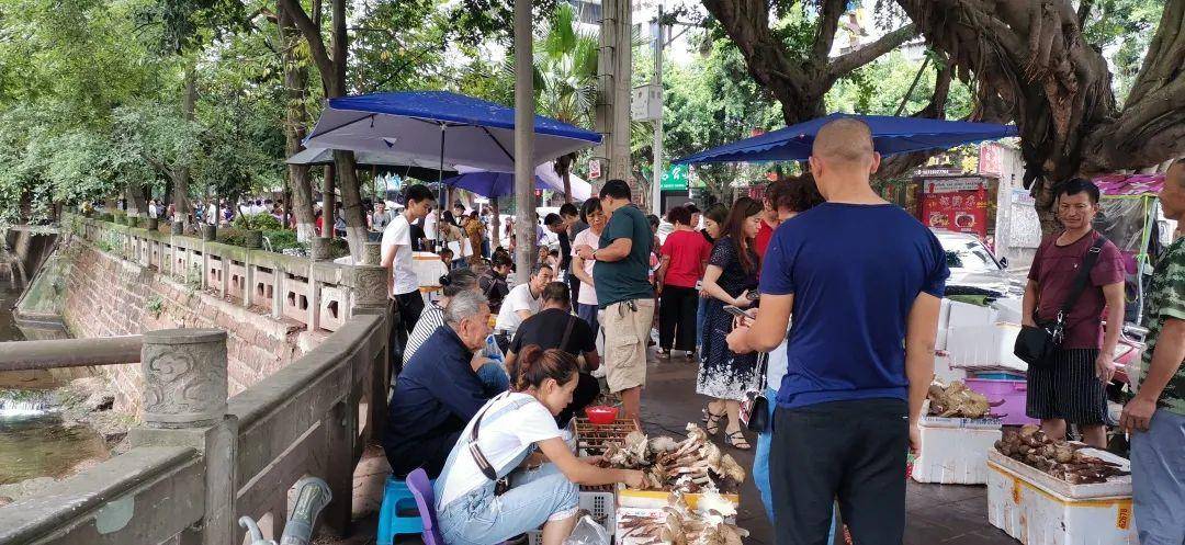 “天价”鸡枞调查：最贵卖到1800元/公斤！雨水少致产量低<strong></p>
<p>染色币</strong>，多地价高客少