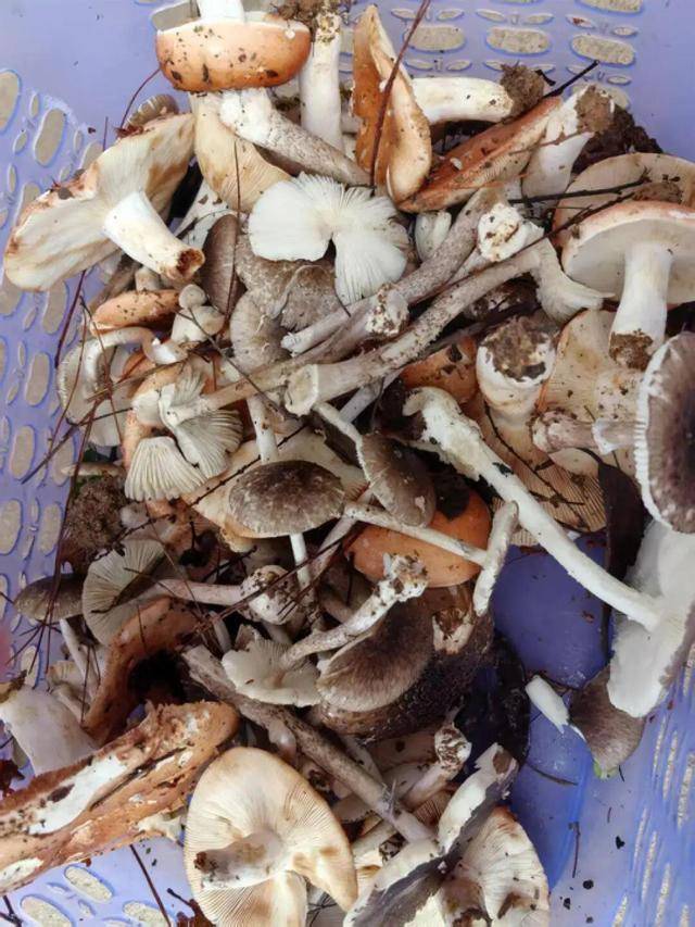 湖南一家6口误食毒蘑菇<strong></p>
<p>payc币认筹</strong>，5岁男童不幸去世