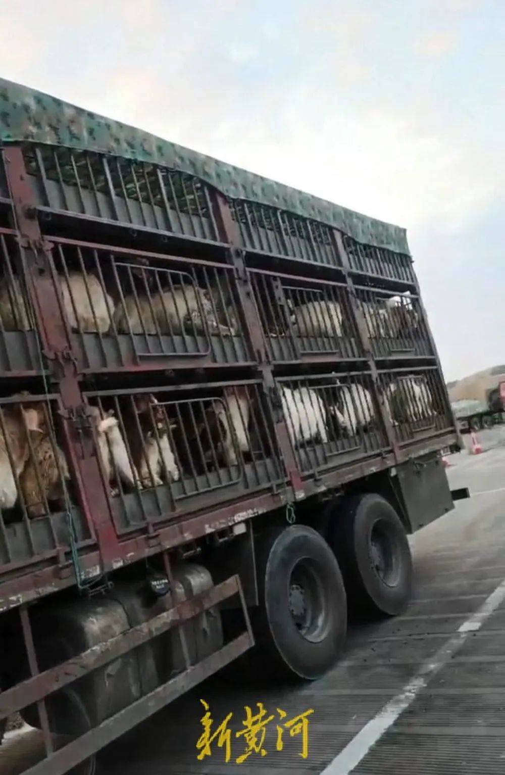 江苏养殖户称543只羊运到贵州遭羊贩盗卖<strong></p>
<p>币天</strong>，当地警方立案又撤案，镇政府：双方合作养羊，账目存在分歧引发纠纷