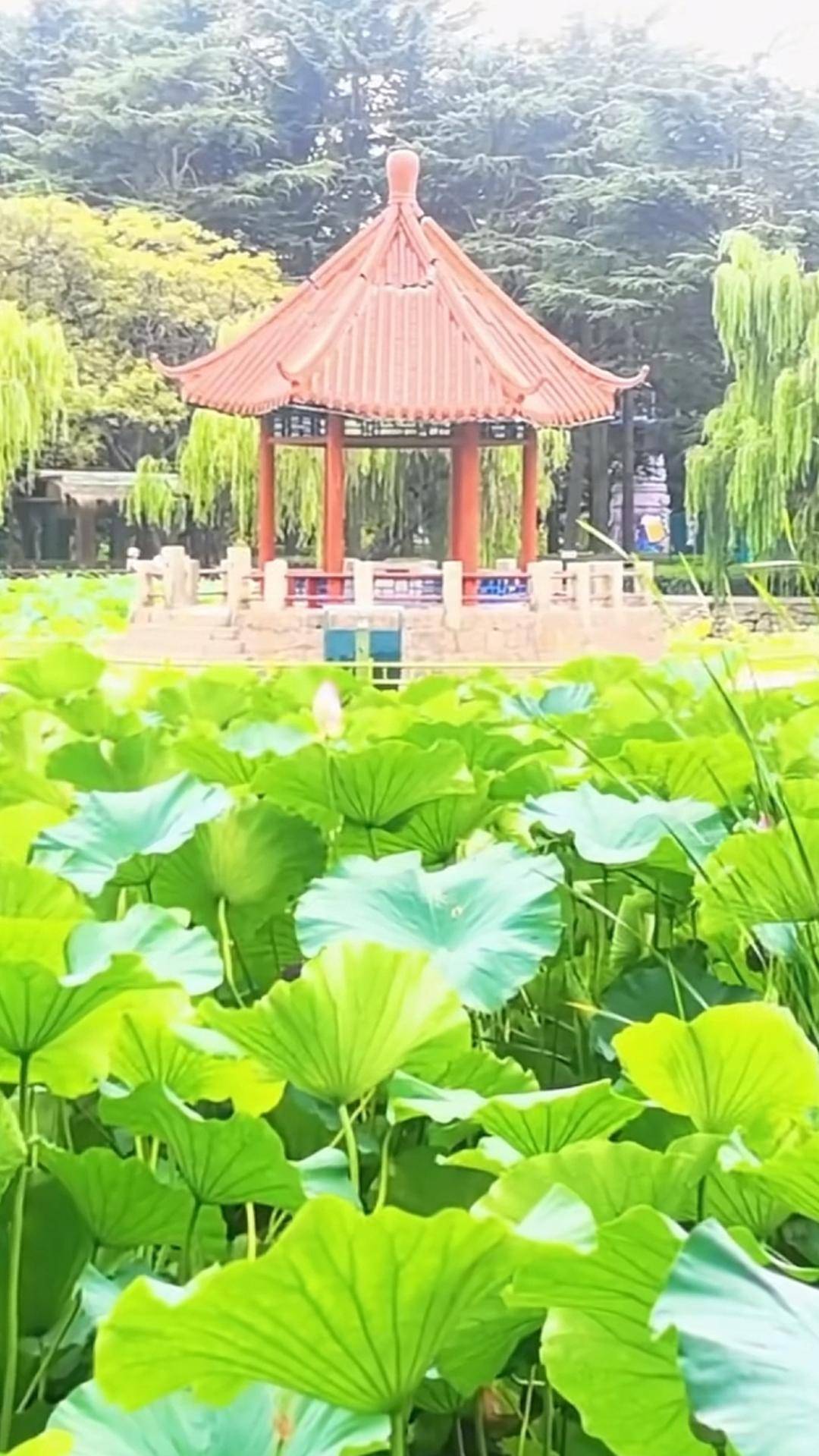 青岛中山公园一凉亭突然倒塌：一年前刚完成修缮<strong></p>
<p>币胜币</strong>，园方称无伤亡原因待查
