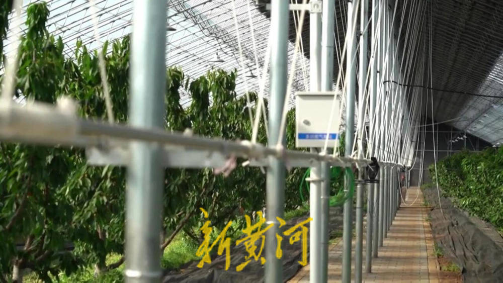 潍坊临朐：30.77 亿元<strong></p>
<p>币君网</strong>！“红玛瑙”大樱桃何以成乡村振兴“甜蜜引擎”