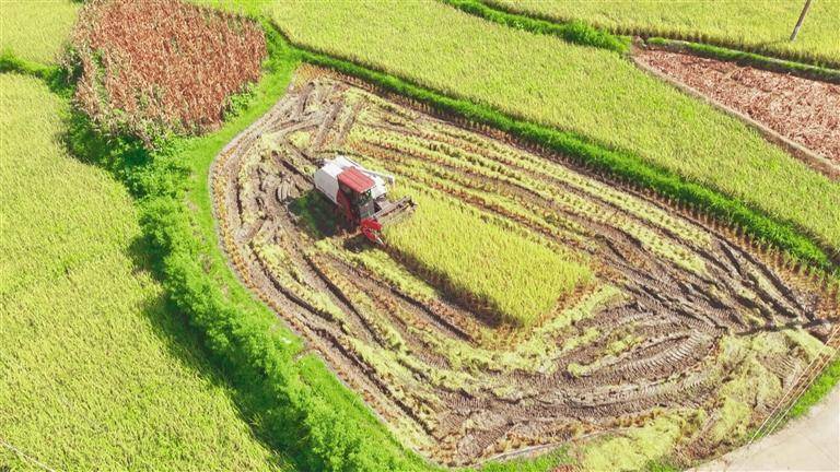 2025年“中国农民丰收节”特别报道｜山乡丰年之丰收账