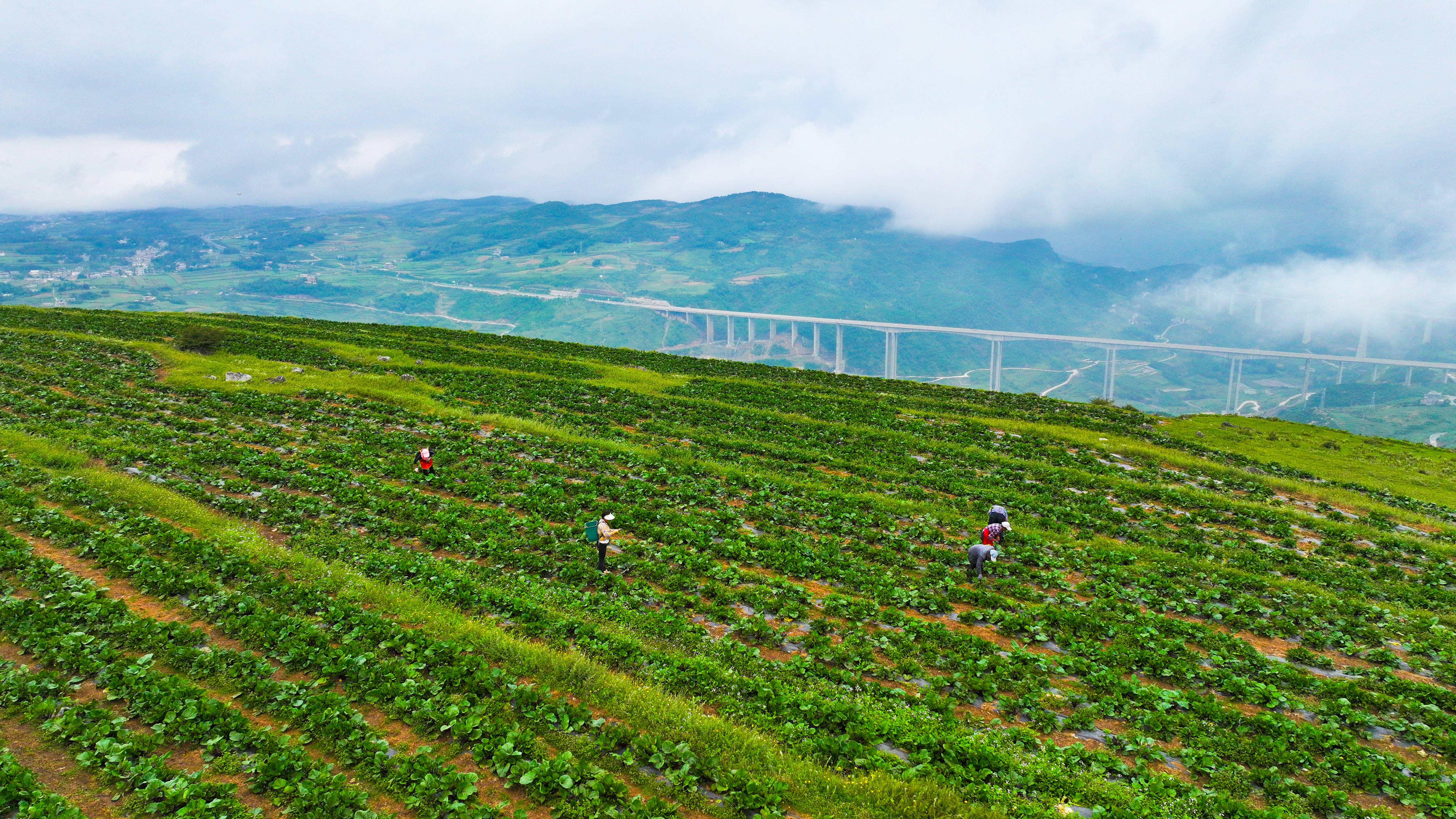 2025年“中国农民丰收节”特别报道｜山乡丰年之丰收账