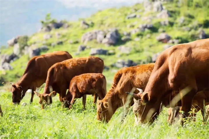 2025年“中国农民丰收节”特别报道｜山乡丰年之丰收账