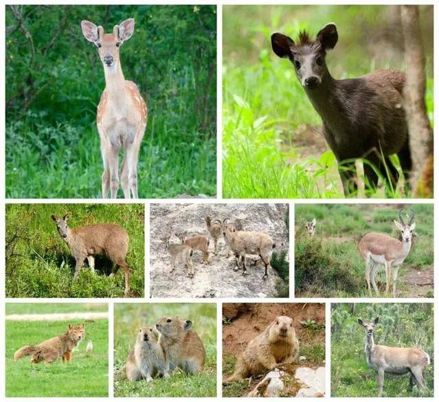 “感谢大家支持我大闹天宫……”蔡国强烟花秀现场感言视频披露<strong></p>
<p>币利网</strong>,又遭质疑!