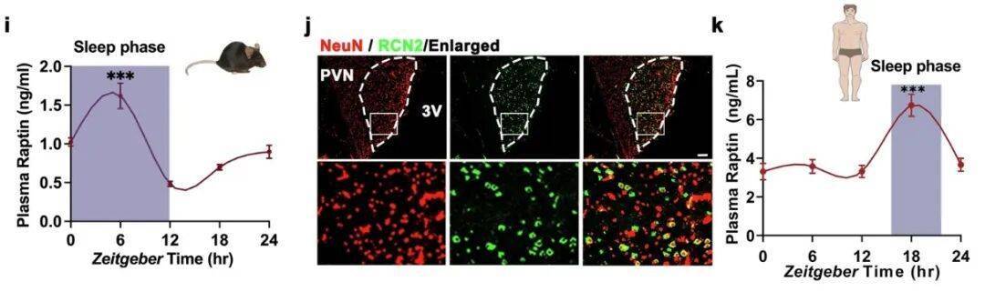 多睡1小时<strong></p>
<p>淘币时代</strong>，两周瘦1斤？不知道的亏大了