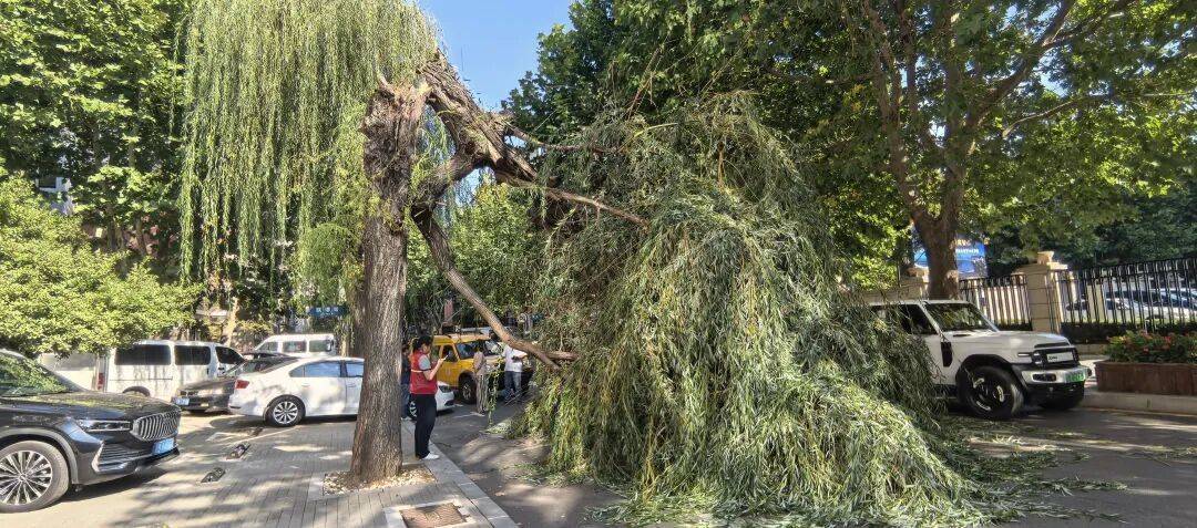 太突然！大连街头，7米多高的柳树断裂，砸中行驶中的宝马车……