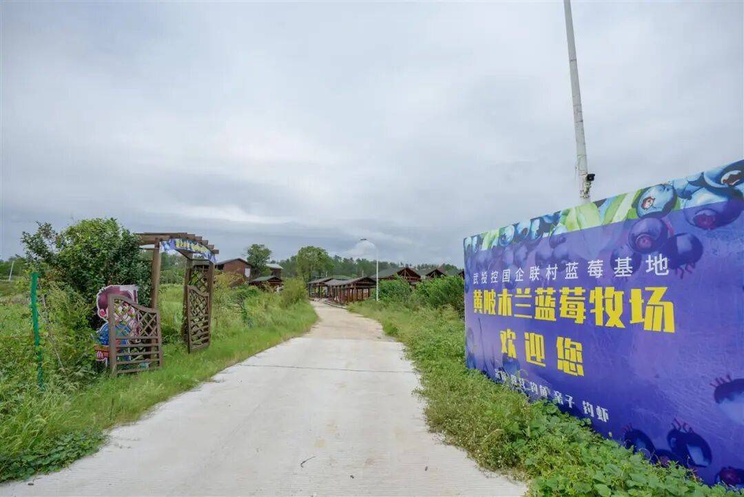 国企联村·强村富民|一颗蓝莓激活乡村振兴<strong></p>
<p>淘币时代</strong>,书写荒坡变宝地新篇