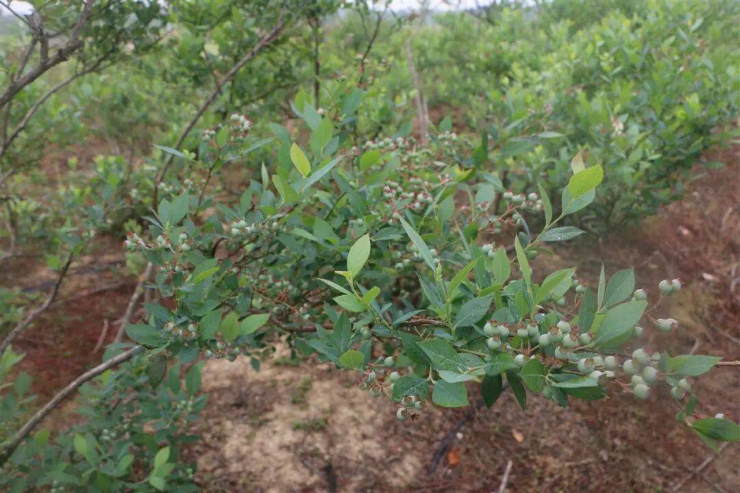 国企联村·强村富民|一颗蓝莓激活乡村振兴<strong></p>
<p>淘币时代</strong>,书写荒坡变宝地新篇