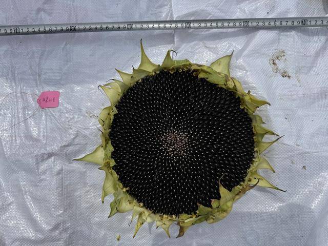 紫色向日葵、多彩胡萝卜、双色火龙果亮相青岛<strong></p>
<p>淘币时代</strong>,种子盛会变身“未来食物实验室”