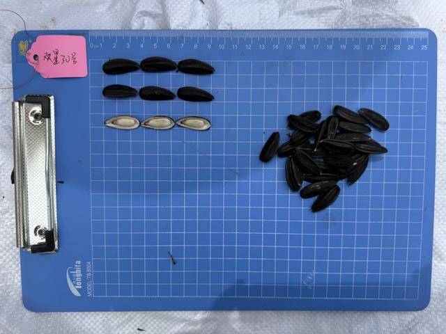 紫色向日葵、多彩胡萝卜、双色火龙果亮相青岛<strong></p>
<p>淘币时代</strong>,种子盛会变身“未来食物实验室”