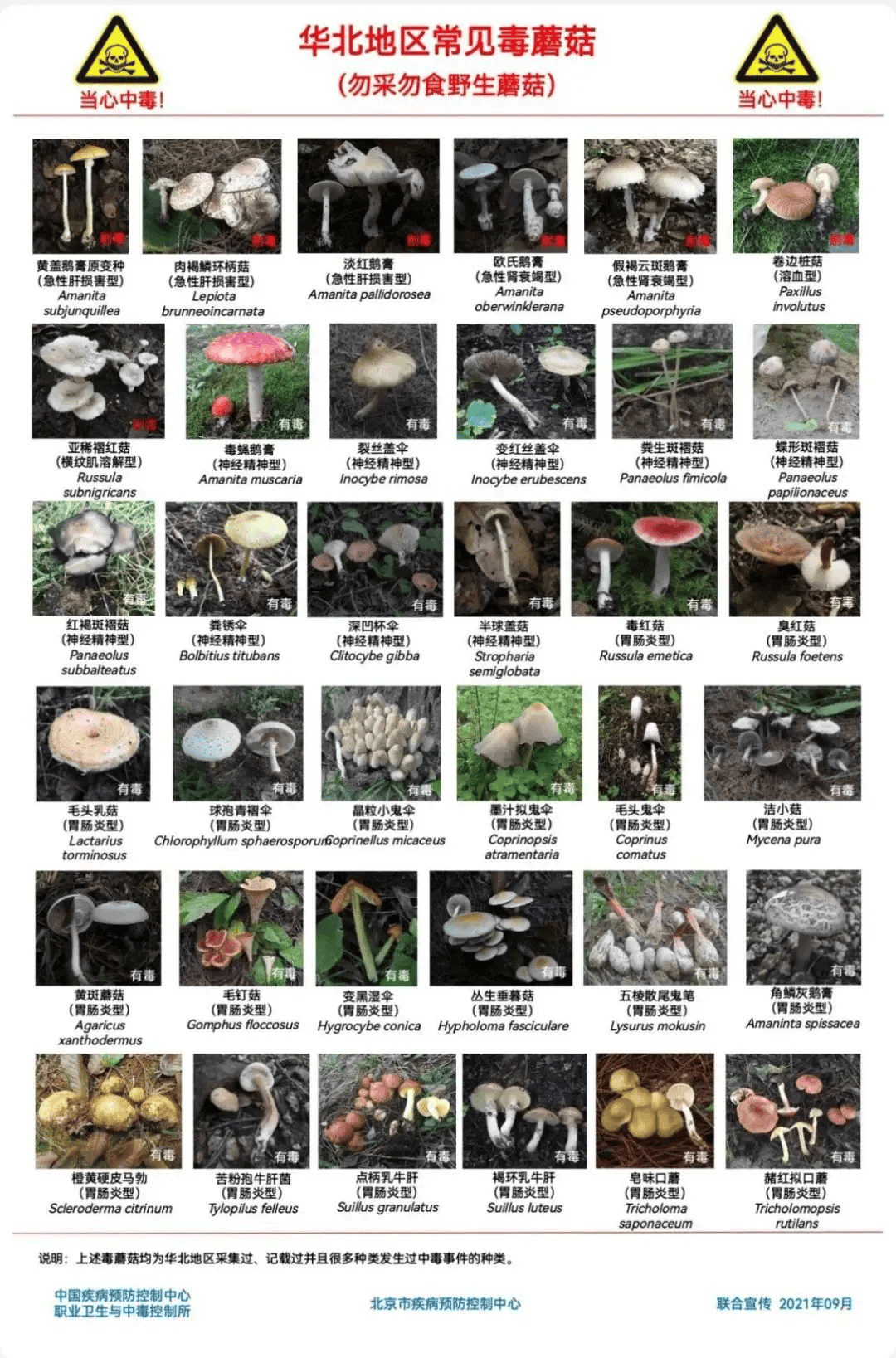 网红发文悼念婆婆：吃了邻居送的蘑菇中毒<strong></p>
<p>币小白</strong>，抢救四天四夜死亡！这些蘑菇避毒原则可能是陷阱→