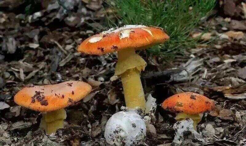 网红发文悼念婆婆：吃了邻居送的蘑菇中毒<strong></p>
<p>币小白</strong>，抢救四天四夜死亡！这些蘑菇避毒原则可能是陷阱→