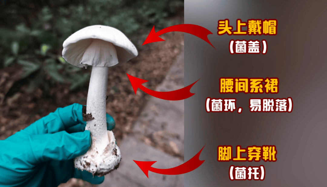 网红发文悼念婆婆：吃了邻居送的蘑菇中毒<strong></p>
<p>币小白</strong>，抢救四天四夜死亡！这些蘑菇避毒原则可能是陷阱→