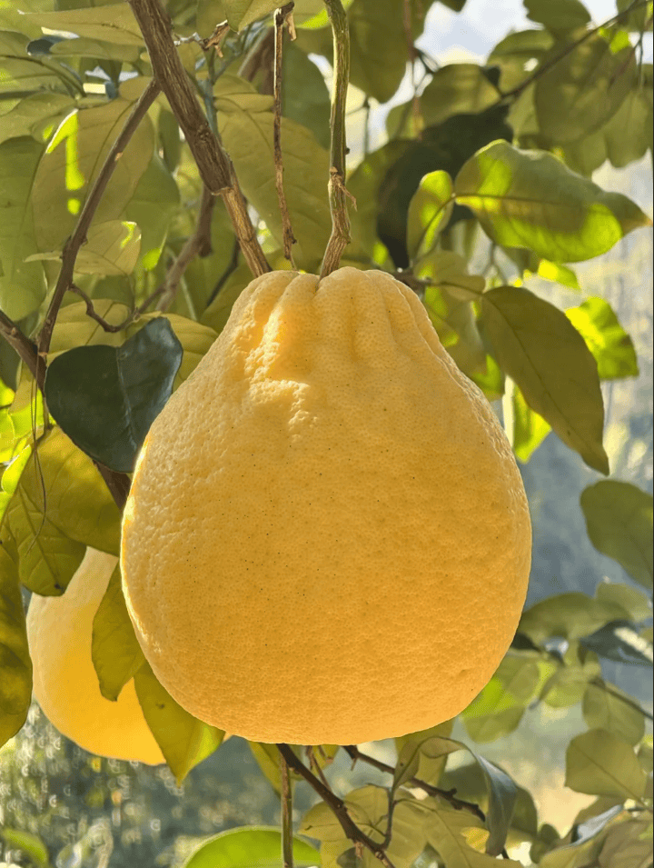 没有什么能阻挡!今天<strong></p>
<p>牛币币</strong>,广西人就是要回家!