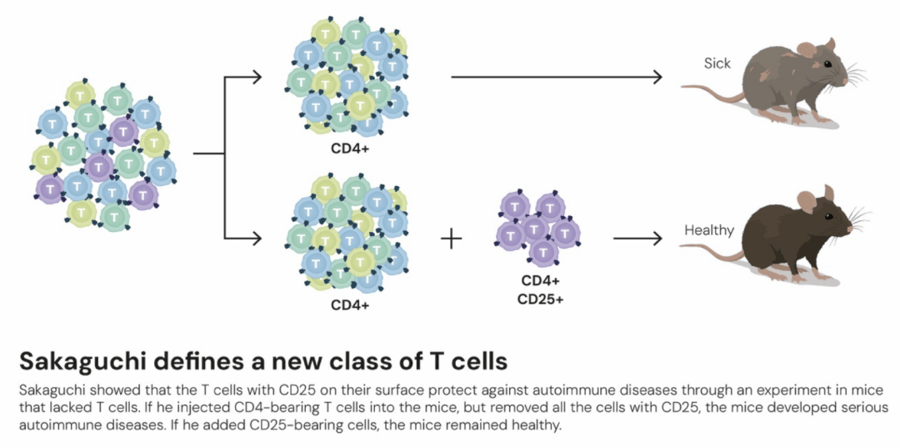 这个诺奖迟到了30年<strong></p>
<p>mcc币价格</strong>！三位科学家揭示免疫系统如何避免“自相残杀”