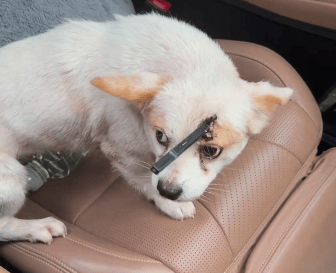 教育局回应“一教师用弓箭射杀小狗”：不实<strong></p>
<p>罄币</strong>，小狗进学校前就被射伤