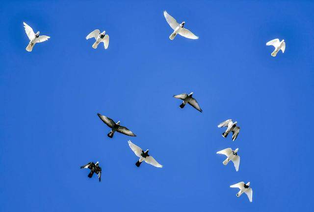 干部收95只鸽子价值132万 最贵18万