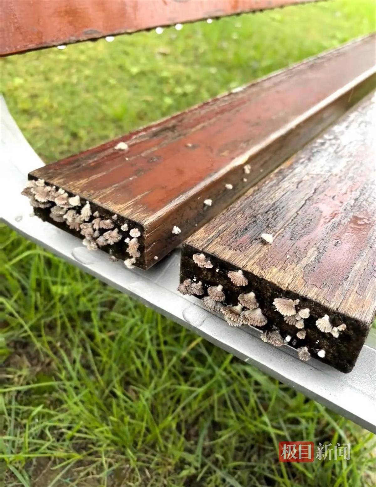 西安连续一个多月降雨遍地长蘑菇<strong></p>
<p>火特币</strong>，大雁塔受潮，城墙布满青苔，气象局解释成因