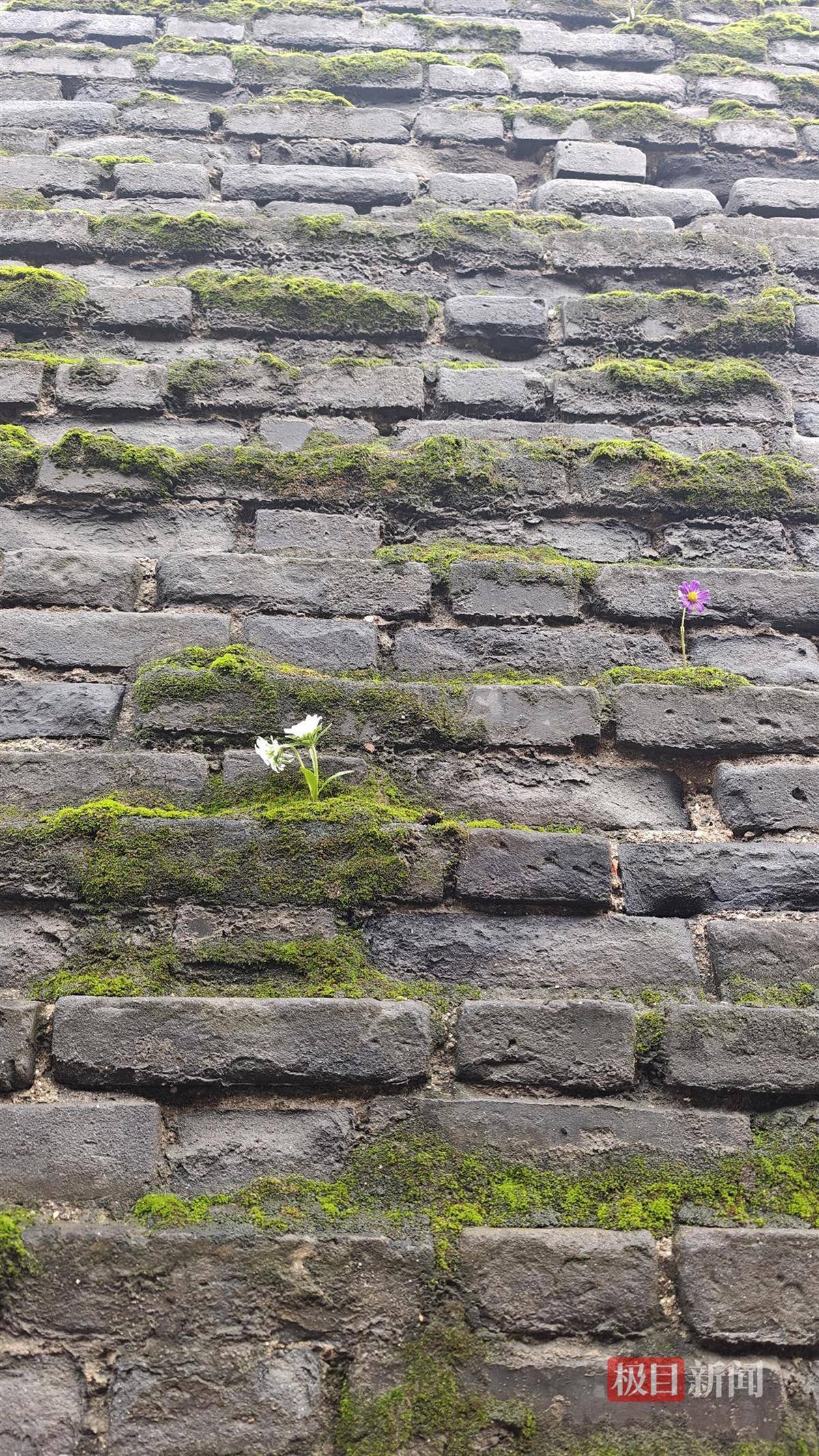 西安连续一个多月降雨遍地长蘑菇<strong></p>
<p>火特币</strong>，大雁塔受潮，城墙布满青苔，气象局解释成因