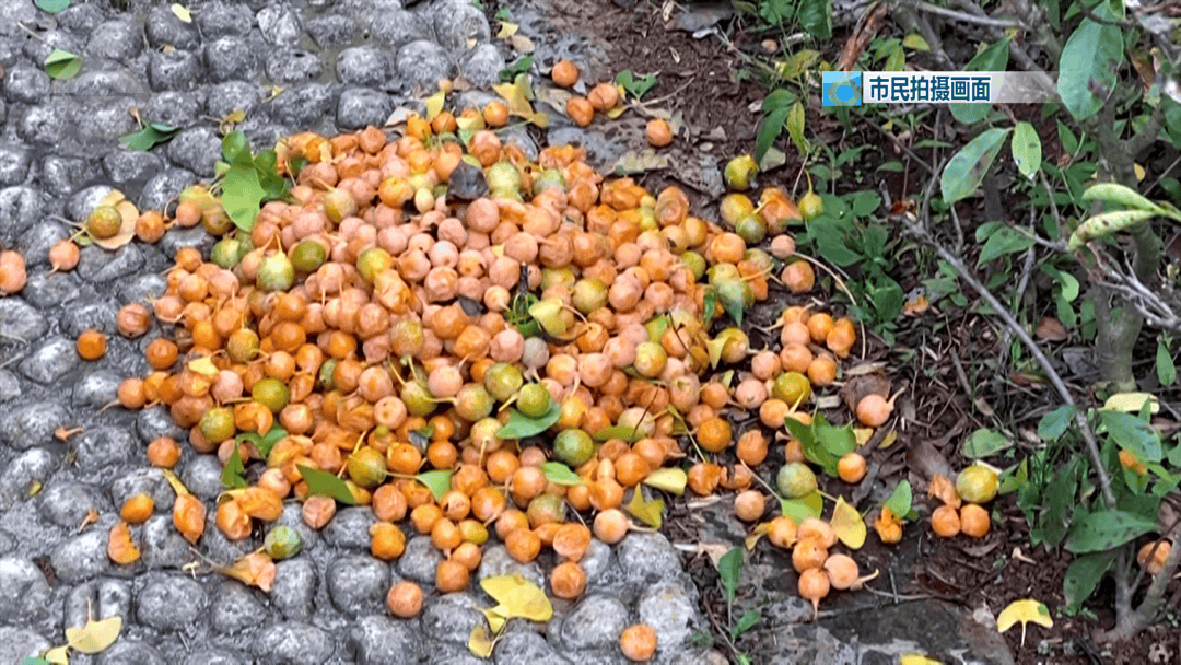 不要捡<strong></p>
<p>火特币</strong>！不要吃！昆明街头正大量出现……