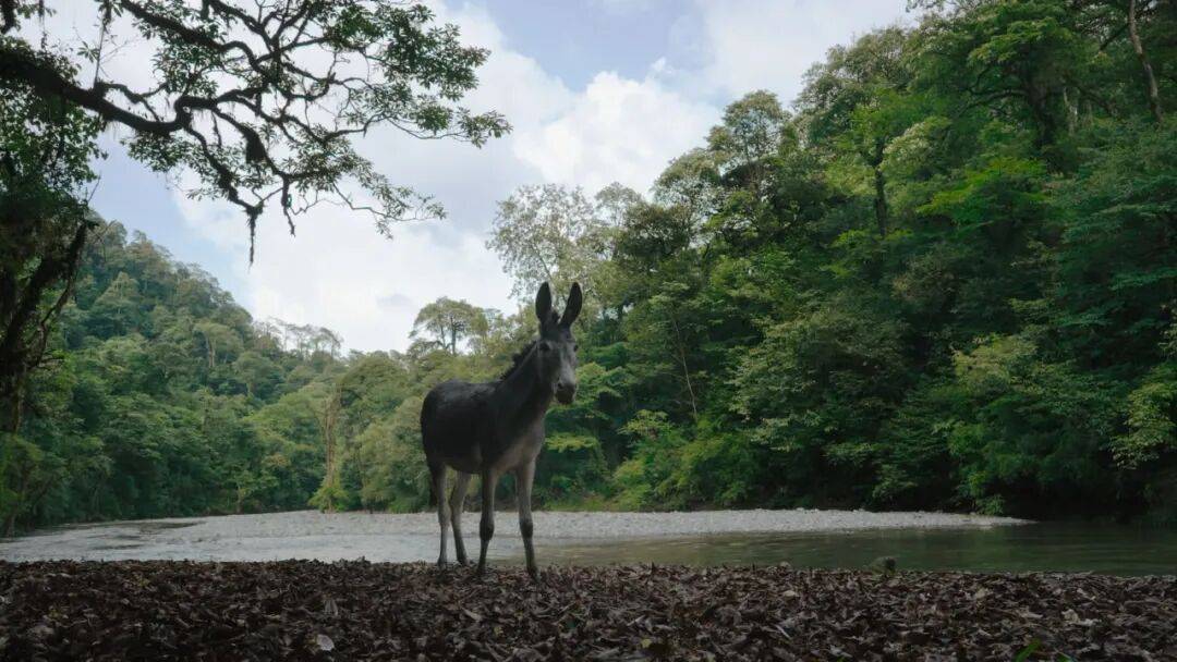为什么说现在不缺牛马<strong></p>
<p>火特币</strong>，就缺驴？