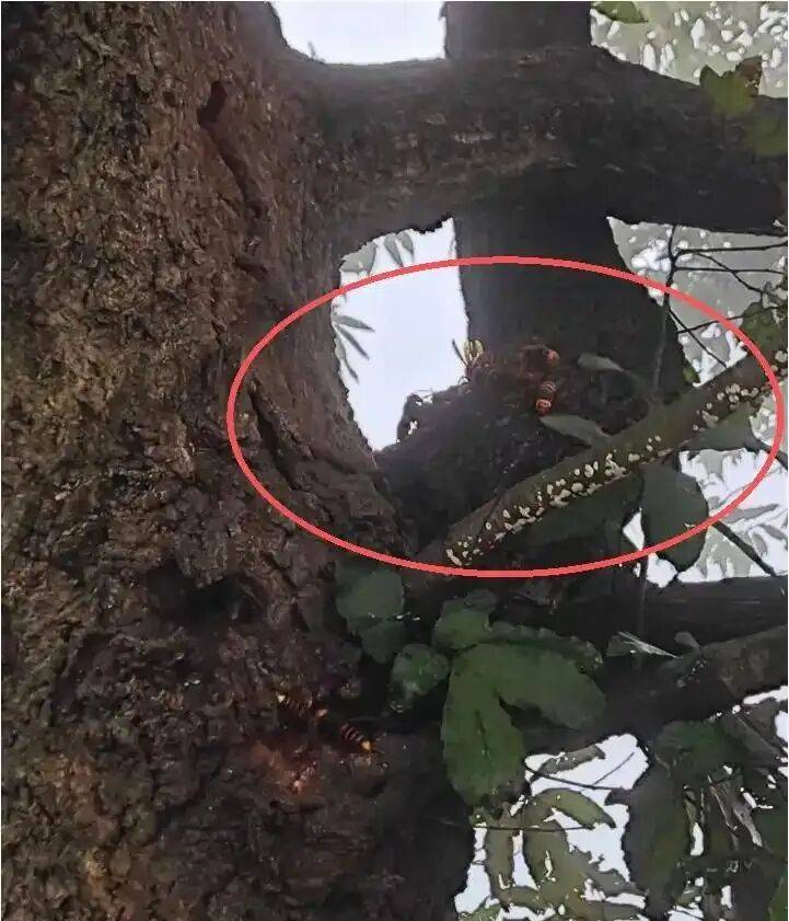 4名游客景区内遭马蜂袭击<strong></p>
<p>火特币</strong>,旅游度假区:是森林公园不卖门票,蜇伤先就医后提供证据投诉