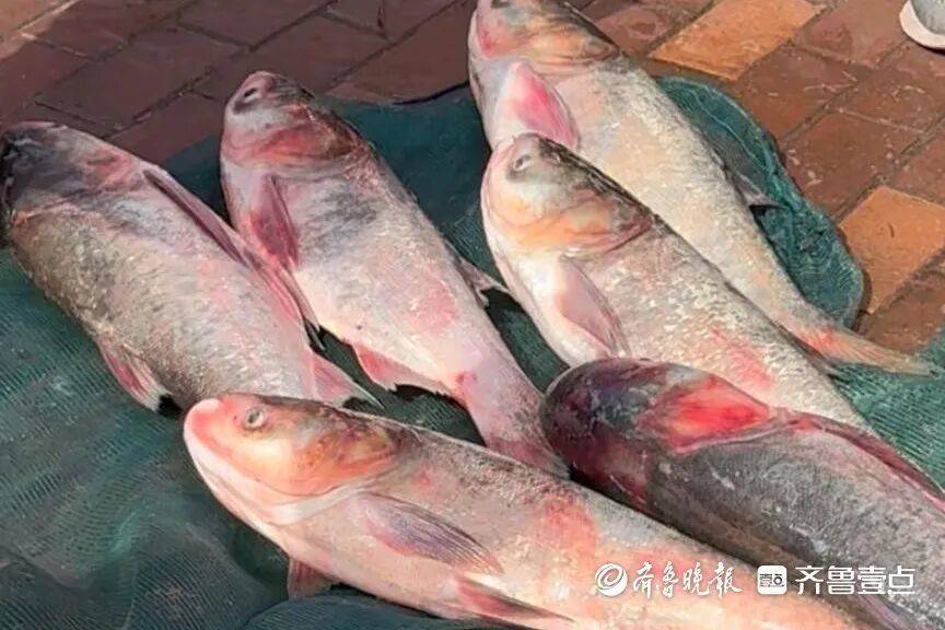 “鱼多得数不过来<strong></p>
<p>瓦特币</strong>，一网子下去能捞好几条”济南锦绣川水库开闸放水，大量鲢鱼被冲出，工作人员：禁止捕捞！