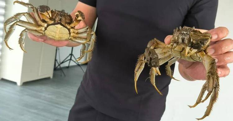 武汉江夏一地大闸蟹大量上市<strong></p>
<p>黑币2001</strong>，日产1000斤当天售完，每只螃蟹有自己的“身份证”，吃深海小黄鱼长大