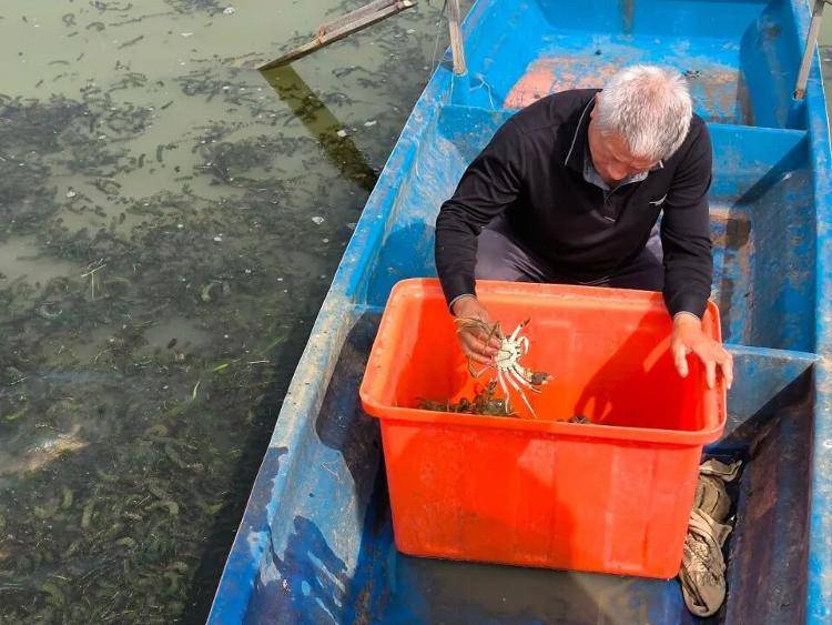 武汉江夏一地大闸蟹大量上市<strong></p>
<p>黑币2001</strong>，日产1000斤当天售完，每只螃蟹有自己的“身份证”，吃深海小黄鱼长大