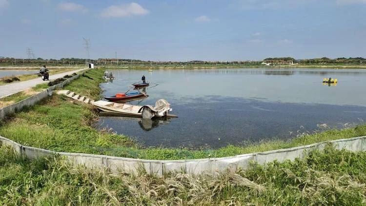 武汉江夏一地大闸蟹大量上市<strong></p>
<p>黑币2001</strong>，日产1000斤当天售完，每只螃蟹有自己的“身份证”，吃深海小黄鱼长大