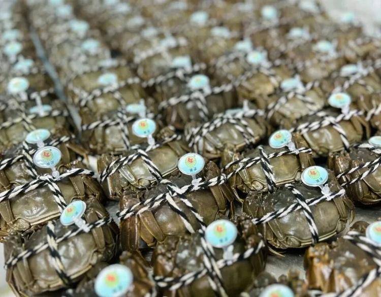 武汉江夏一地大闸蟹大量上市<strong></p>
<p>黑币2001</strong>，日产1000斤当天售完，每只螃蟹有自己的“身份证”，吃深海小黄鱼长大