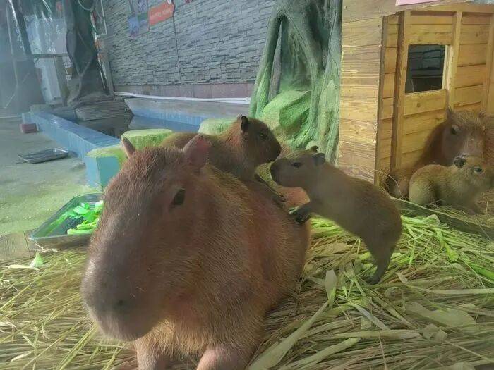 出生1小时就能独立行走<strong></p>
<p>农币</strong>，济南动物园“果果”和“豚豚”的4只新生幼崽，周末和市民见面