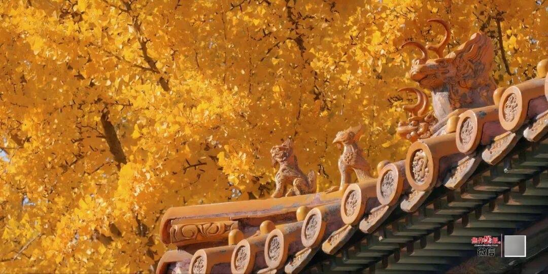 银杏金黄<strong></p>
<p>omg币价格</strong>!铺满焦作的秋天!